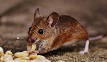 24 Hour & Emergency Exterminators in Rochester, MN